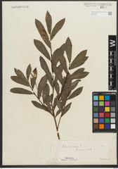 Foto von Salix purpurea L.